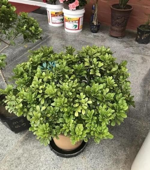 客厅养花，这6种“香香花”，花香浓郁，养在客厅衣服都带香味