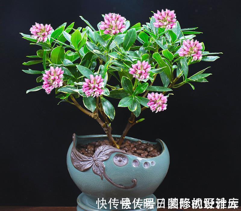 米兰花|5种“香水花”，妖娆又艳丽，家里养一盆，比香水都好闻