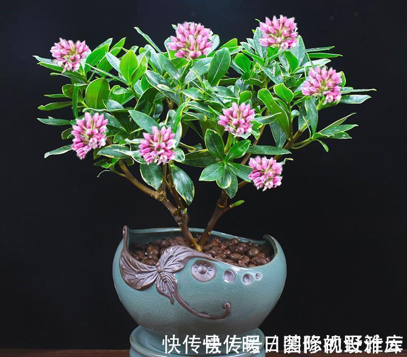 5种“香水花”,妖娆又艳丽,家里养一盆,比香水都好闻