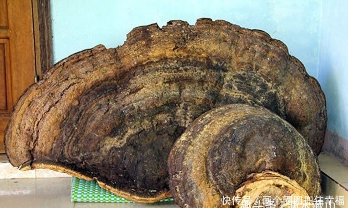 a537|伐木工发现70公斤千年灵芝,妻子卖8千块,网友:厨房刀藏好?