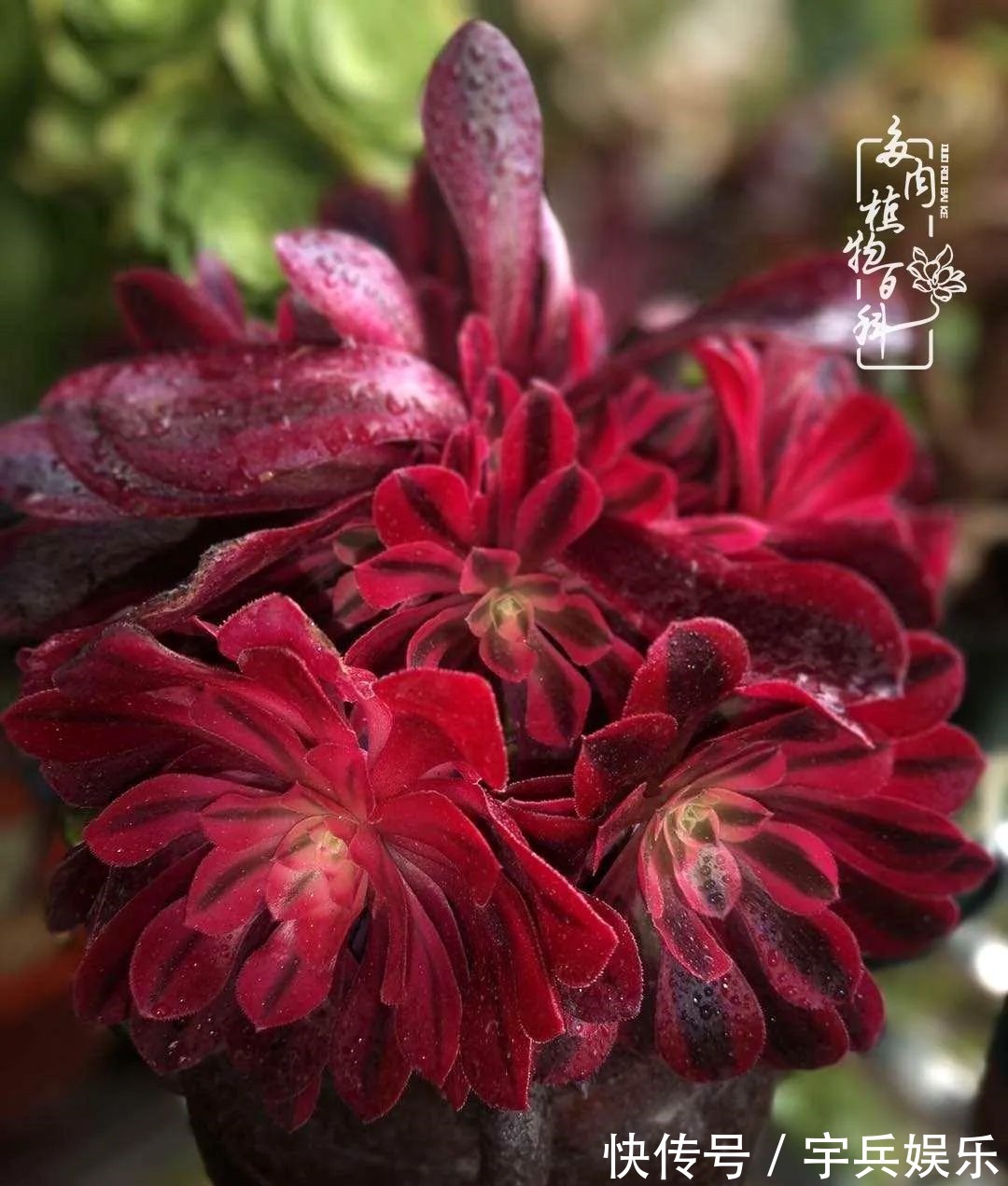 多肉植物|养多肉三年多九万里悟道,终归诗酒田园!