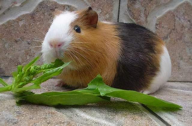 烤豚鼠@马科斯画出《最后的晚餐》,因上面一道美食,看画的人数超过原作