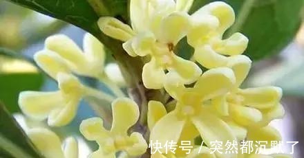 美丽的传说#桂花,就是最美秋日诗词