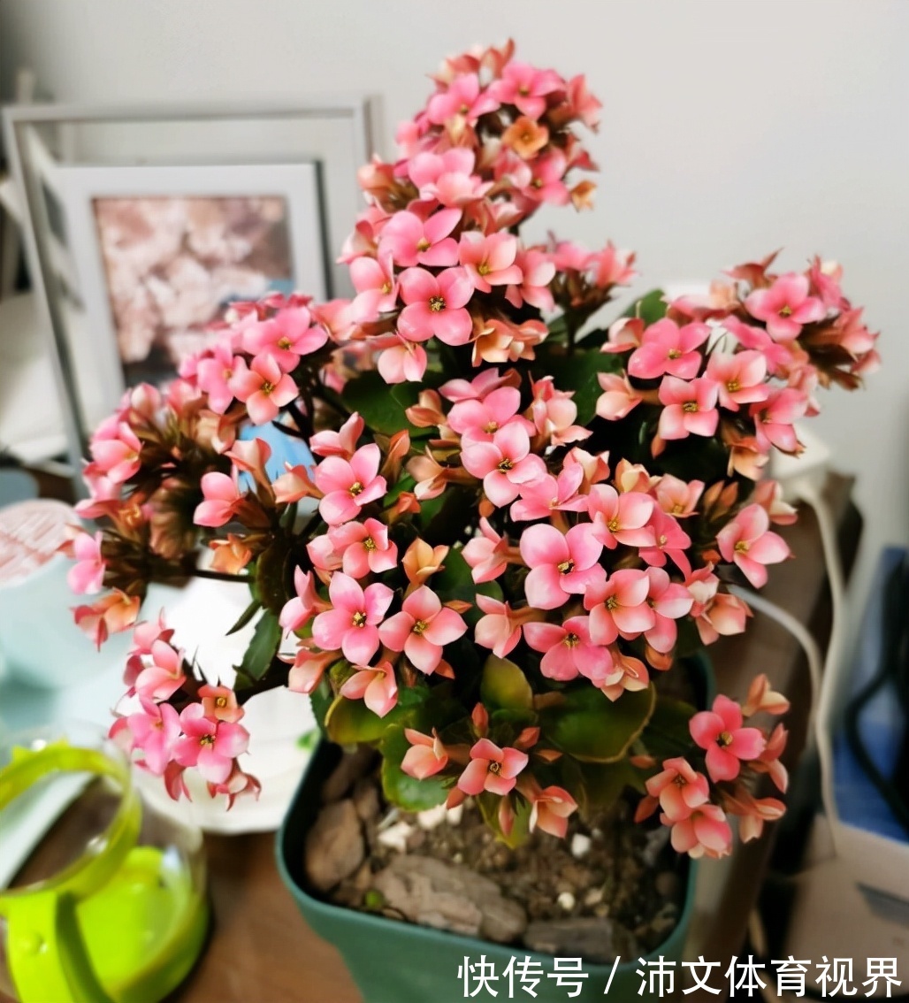 养长寿花有“5大忌”,新手养不好,关键就在这里