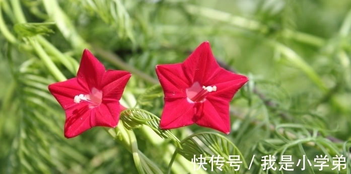 富贵花|几种“富贵花”,除夕后要多养,寓意大富又大贵,奶奶都说好的花