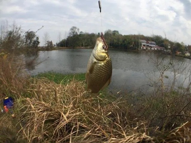冬季钓鱼的几个坑,不少人还在踩,想要有个好渔获,最好能避开