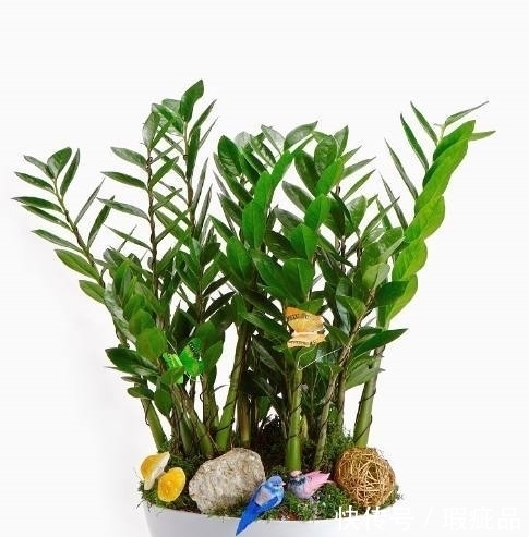 盆栽|这几种适合懒人养的绿植盆栽,不用管也能爆盆,轻松戳到房顶