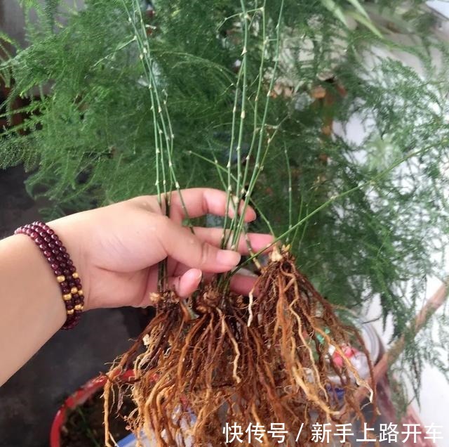 8种花换盆,换好了生一堆,换错立马死!8种花换盆,换好了生一堆,换错立马死!