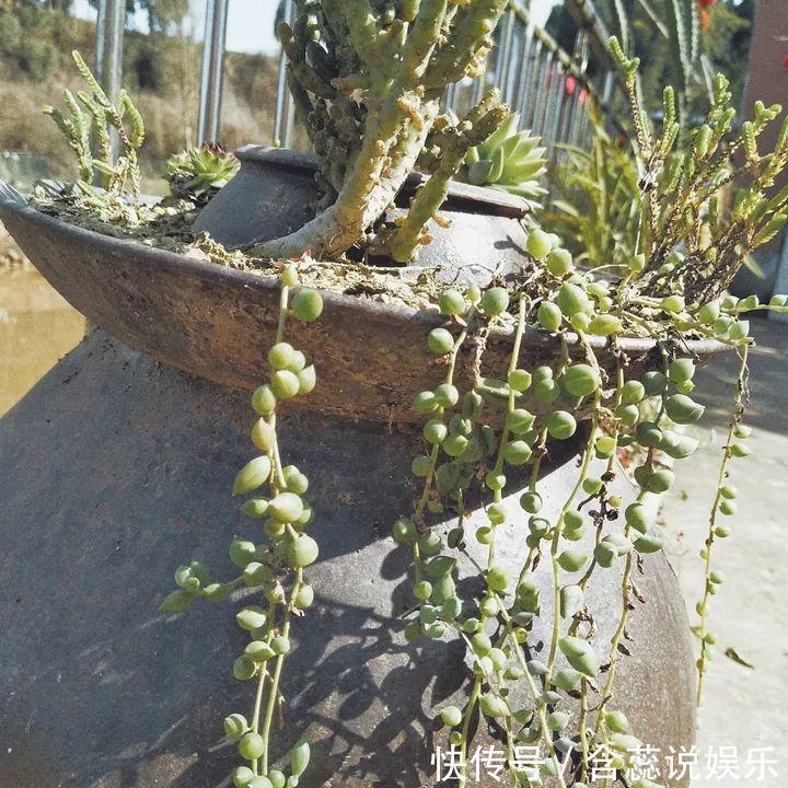 坛子|他用菜坛子种多肉,1分不花,呼呼长成“大米饭”!