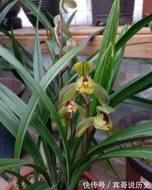 兰花什么时候翻盆最好？翻盆用哪种植料？养兰攻略送给你