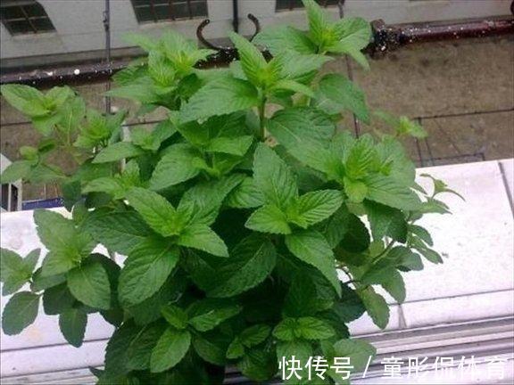 薄荷|养花要学老中医,选5种花养家里能“养人”,都有多种功效