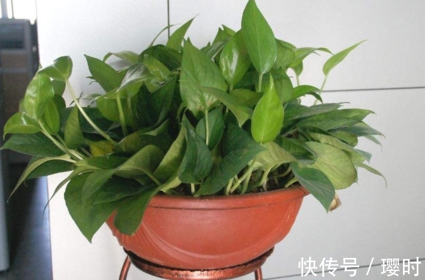 果皮|橘子皮养花妙招分享,除了这3种用法外,你还晓得哪些?