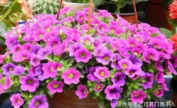 4种花适合新手入手,沾土就能活,绚丽多彩,沁人心脾