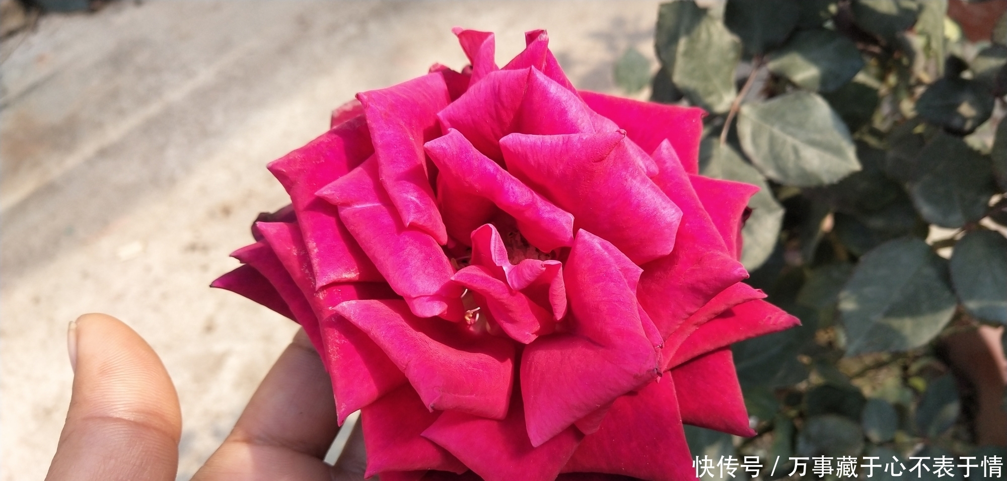 给月季修剪,严格按照四步走,尤其是第三点不能漏