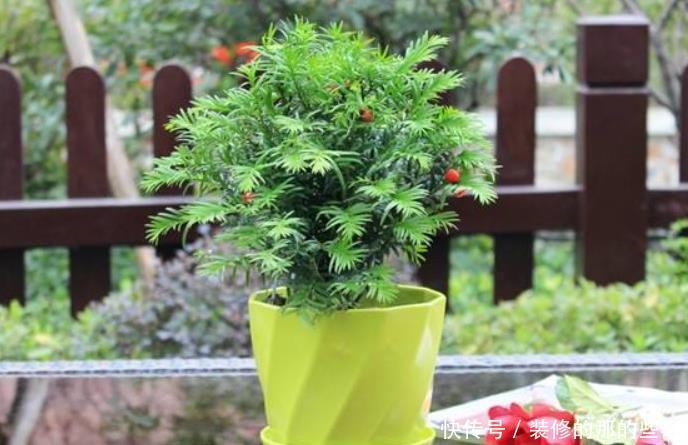 买到挂满“红果”的红豆杉,换盆做3步,叶子油绿,果子挂满枝!