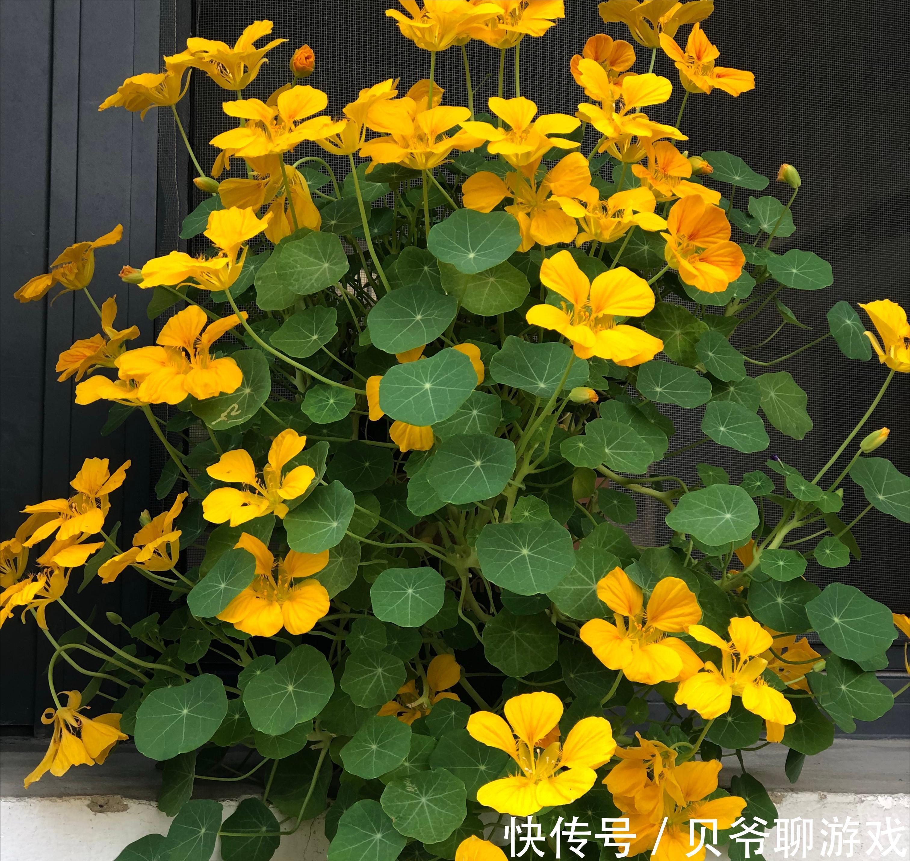 常春藤|9种流行“网红花”,挂起来更漂亮,串串花墙,垂下2米长