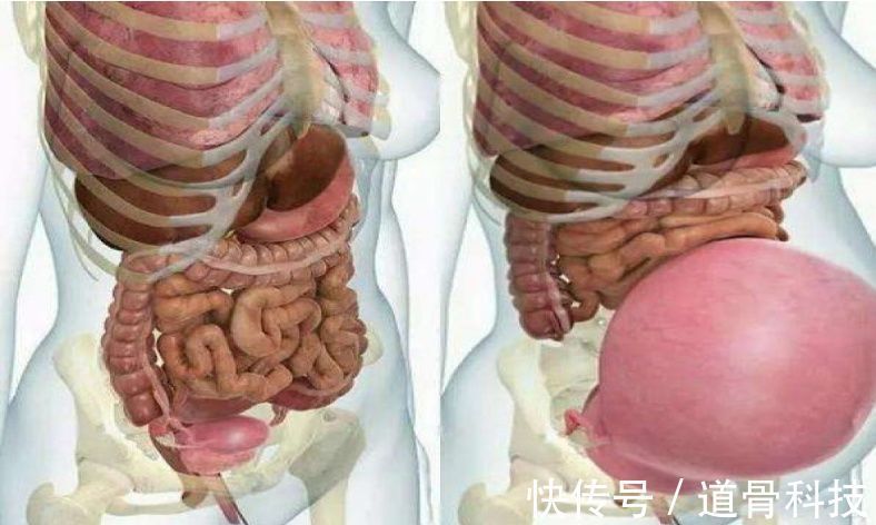 答案|孕妇的“肚量”有多大一张图告诉你答案孕妇的内脏都被挤没了