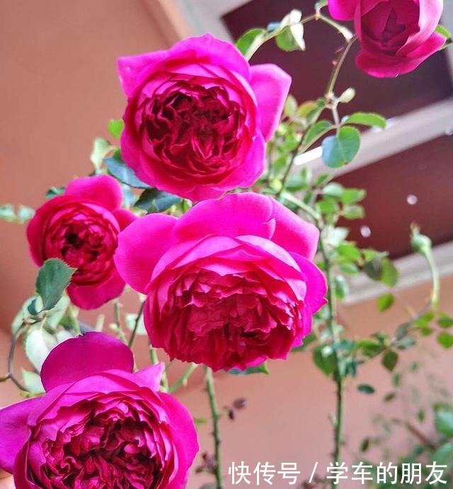 想让“月季”来年开花多12月就要“下功夫”,迟了来不及!