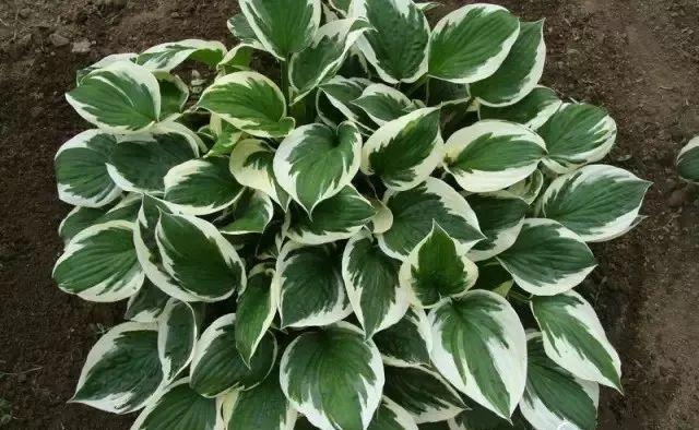 史上最耐阴的花,越阴凉越长得旺,绿萝虎皮兰靠边站