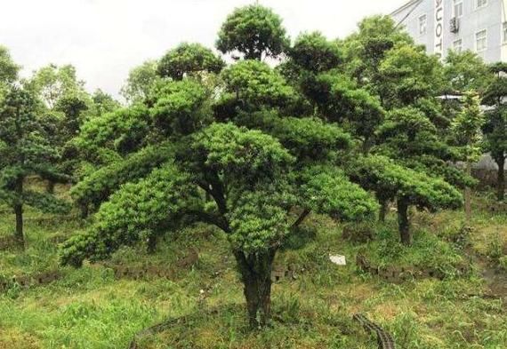 枝繁叶茂|乡下村长家门口有棵“镇宅树”，几波盆景人想买，怎么说都不肯卖