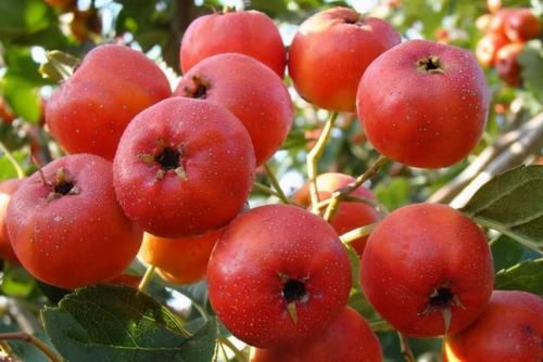 冬病夏治|想养生学会吃，秋季干燥女性美容吃三种食物，清肠排毒，肌肤细嫩