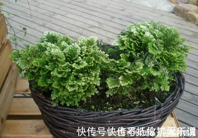 九死还魂草，号称生命力最顽强的植物，观赏价值高，还可做盆景