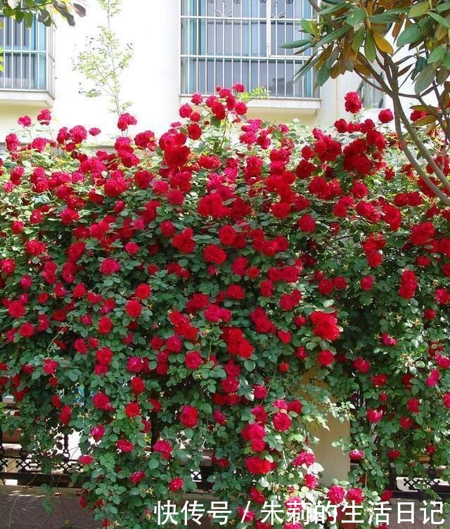 此花我国特有,种植方法简单,花期长达220天,花香不输给桂花!