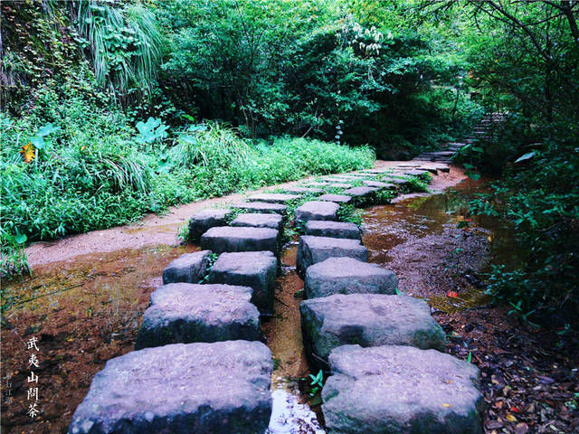 福建武夷山最有名的三棵树，不仅派兵专门看守，还投保了一个亿