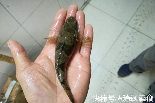 这种“入侵”鱼很成功，和沙塘鳢很像，现在又被吃成“高价美食”
