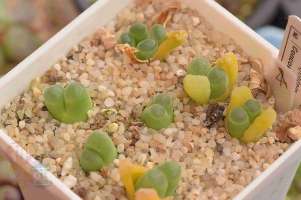  磁铁|磁铁风铃Conophytum Concordans