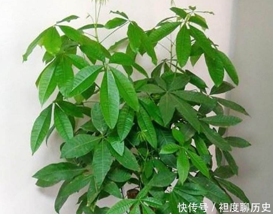 养发财树,别给它浇3种水,否则容易出现烂根、黄叶