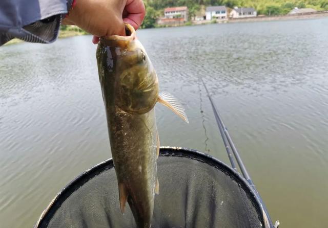 饵料|钓鲢鳙时频频锚鱼?简单的几个改动,就能大大提升正口率