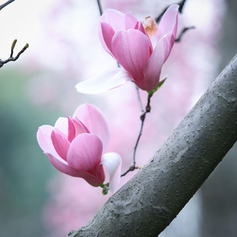 霉菌病毒|阳气一到，鼻气自通！一味中药专治鼻炎、鼻塞、鼻涕不断