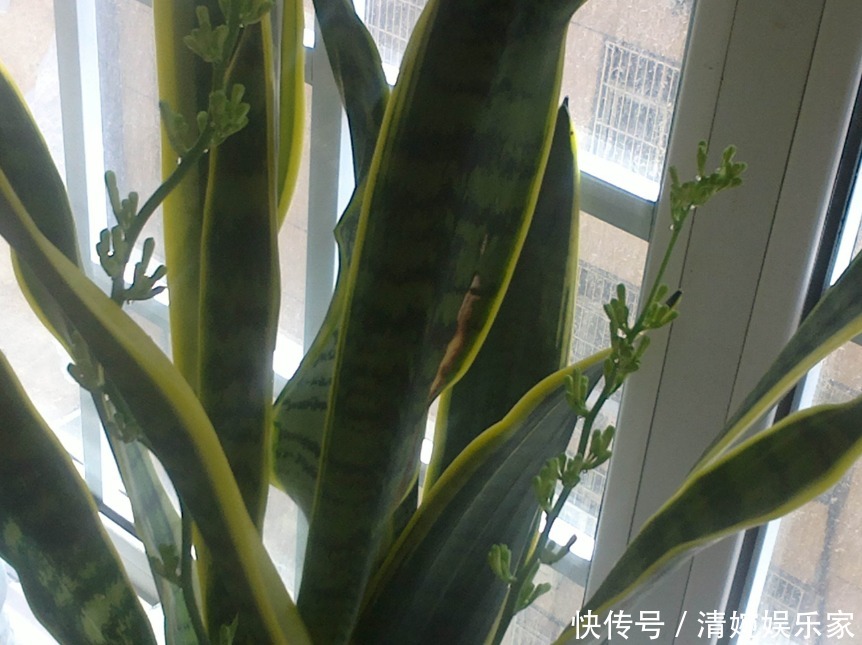 虎皮兰|你见过虎皮兰爆盆开花吗要想让它天天开花,只需做好两点就可以