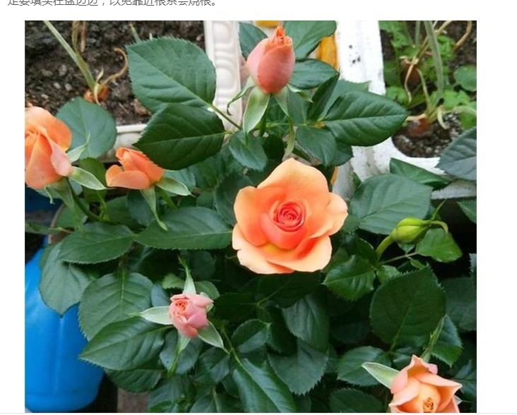 养月季，用这些生活中的“氮磷钾钙肥”，用好了开花一茬