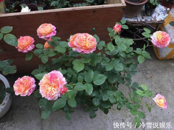 耐晒又耐热,这几种花夏天养,太阳越大晒得越美