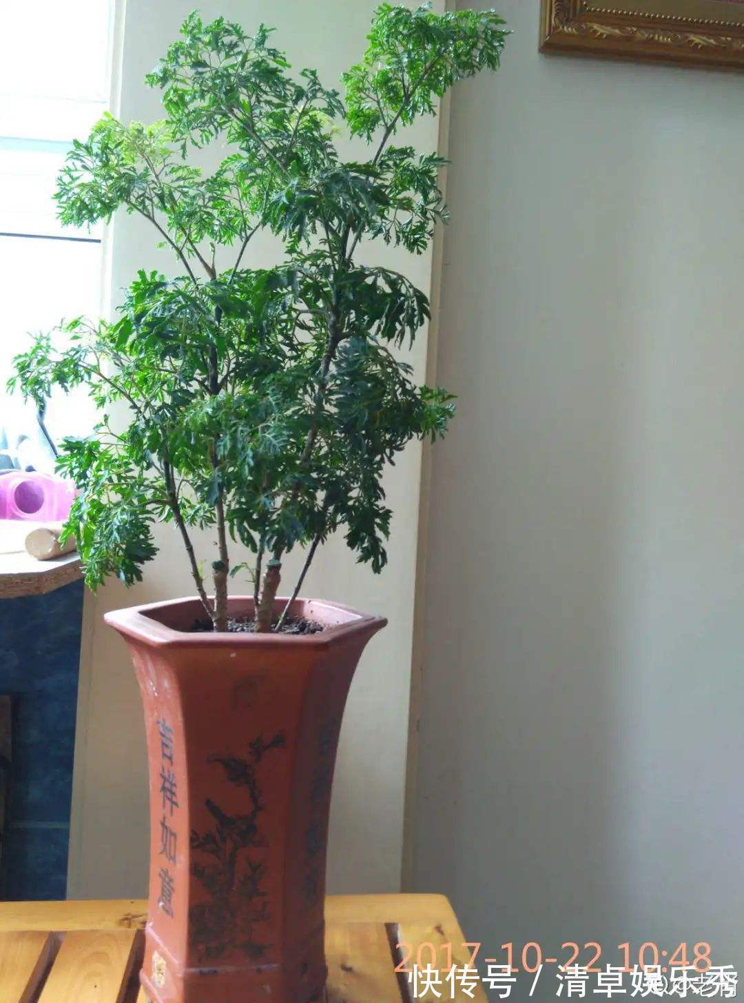 寓意|选耐阴花看看这5样，养家里寓意好，阴暗处也照样开花