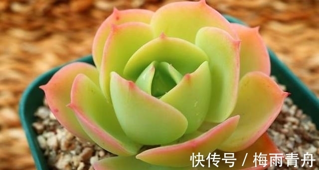 最像玫瑰花的8款多肉，小球玫瑰颜值最高，山地玫瑰最好养