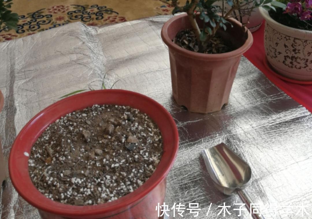 7种花，立秋后换盆，秋冬才能越养越好