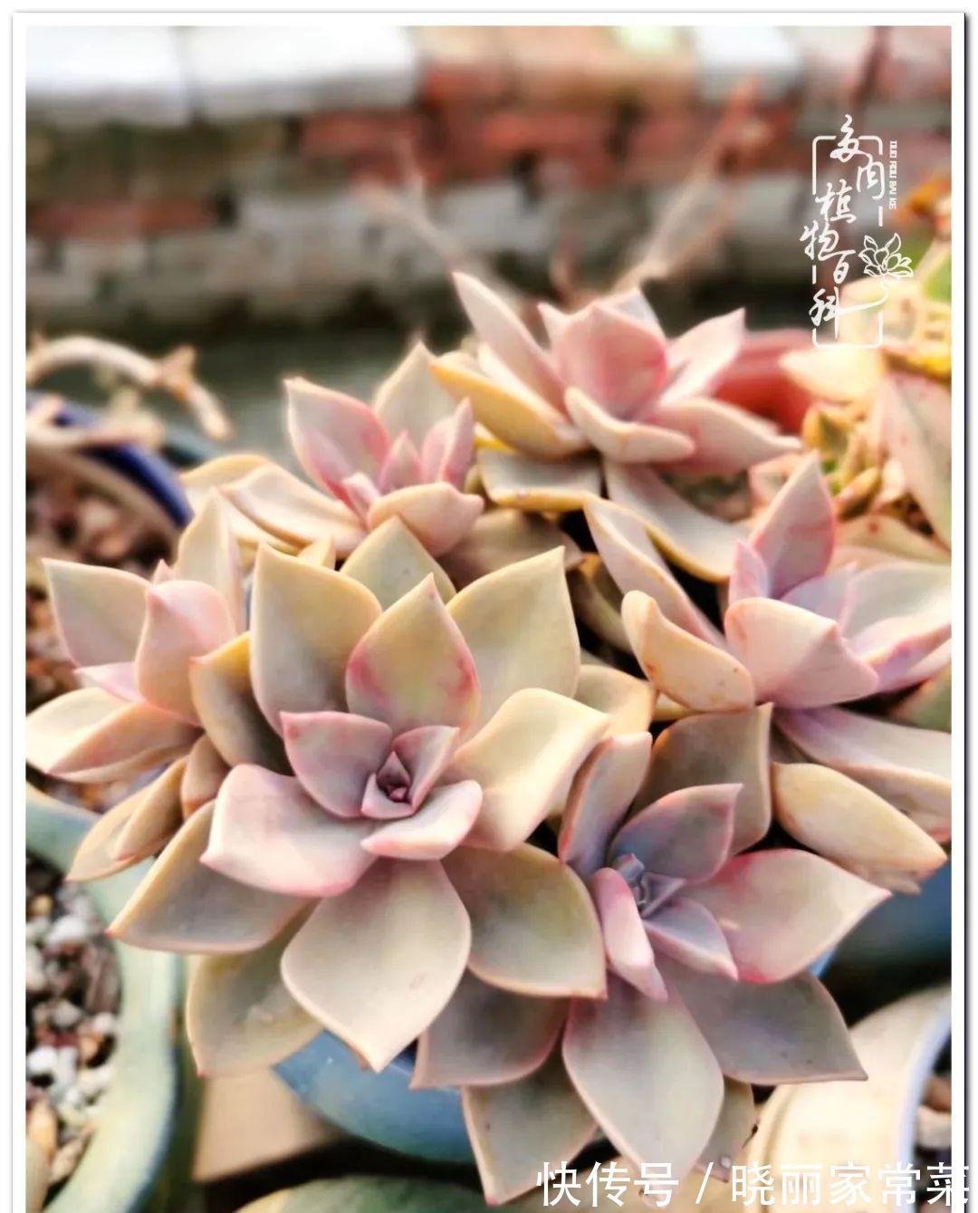 百科|多肉之路,让我沉醉,浮世三千,有肉就欢!