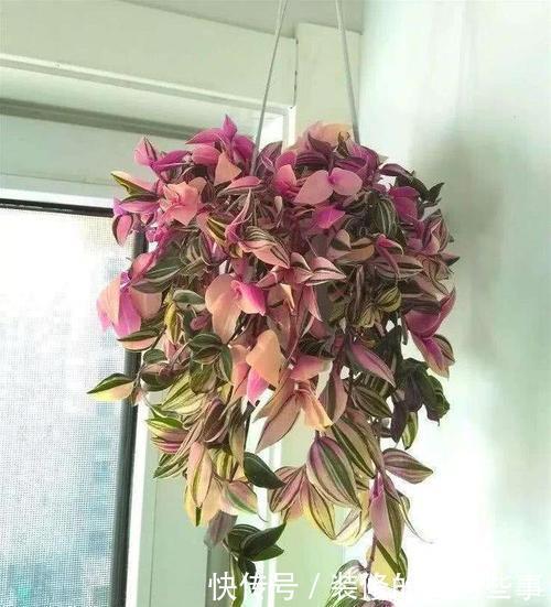 好养|4种叶子花,比绿萝好养,比吊兰好看,是家庭盆栽佳品!