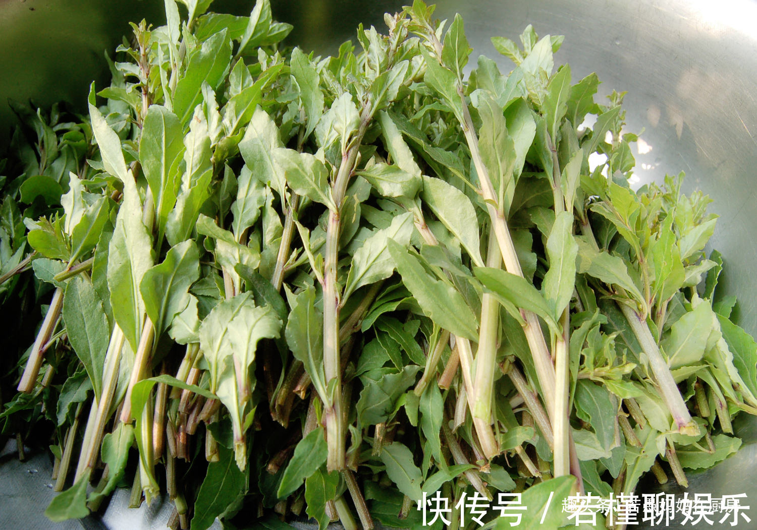 若愚|春季必吃的8种野菜,鲜嫩美味有营养,错过又得等一年
