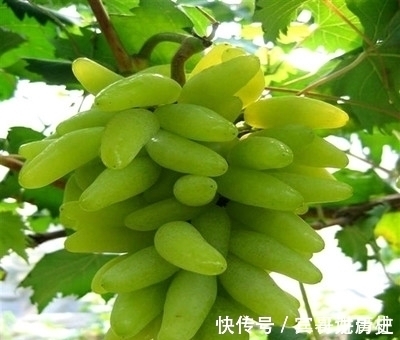 树苗|养花不如栽果树，试试种几款果树，果子大又甜