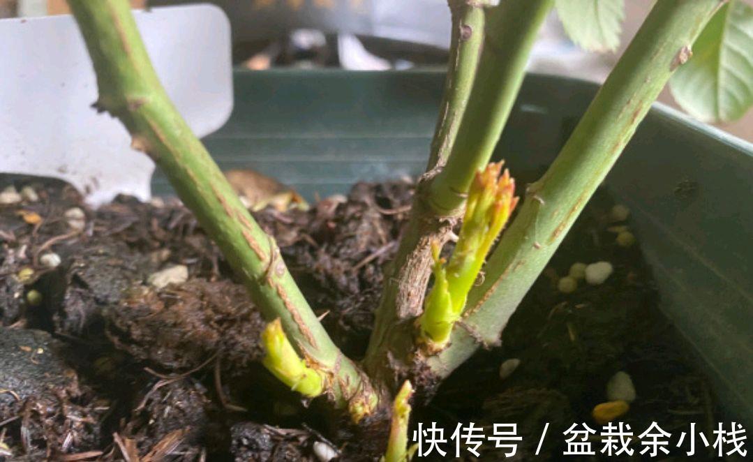 顶芽|果汁月季长了3个底芽,月季的顶芽需要抹掉吗?