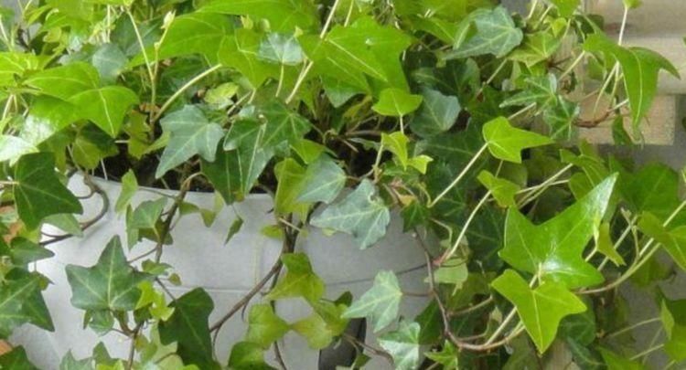 卧室养上3种花,空气清新,怡情养性助睡眠,你养了吗?