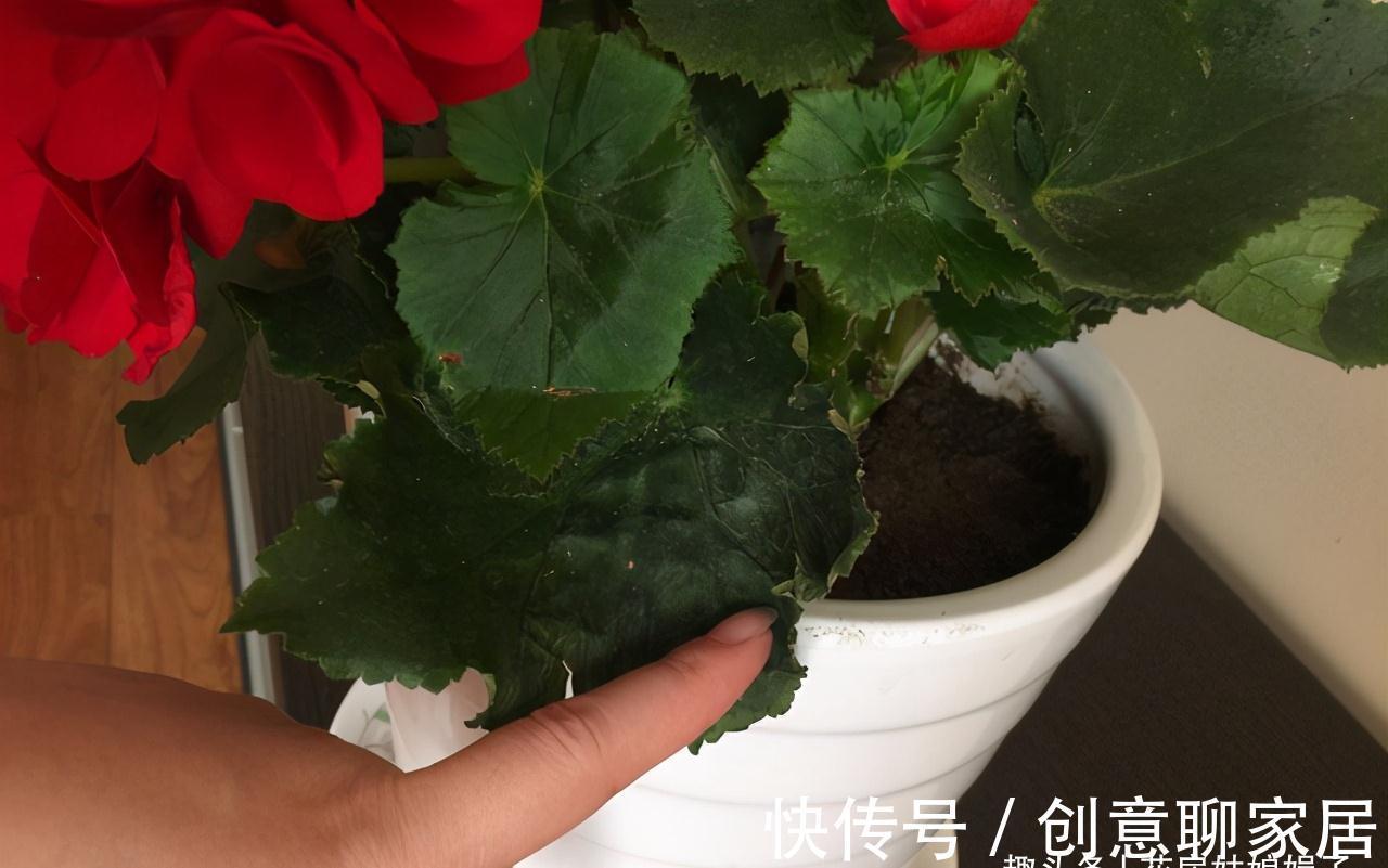 蝴蝶兰|北阳台能养出漂亮的花来吗？建议养这几种花，好养易活开花漂亮