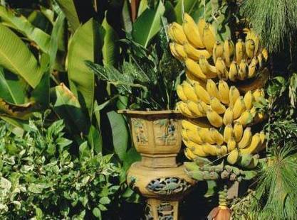 香蕉|坏了的香蕉扔进花盆里,一个月竟然长出这东西,全家都乐开了花!