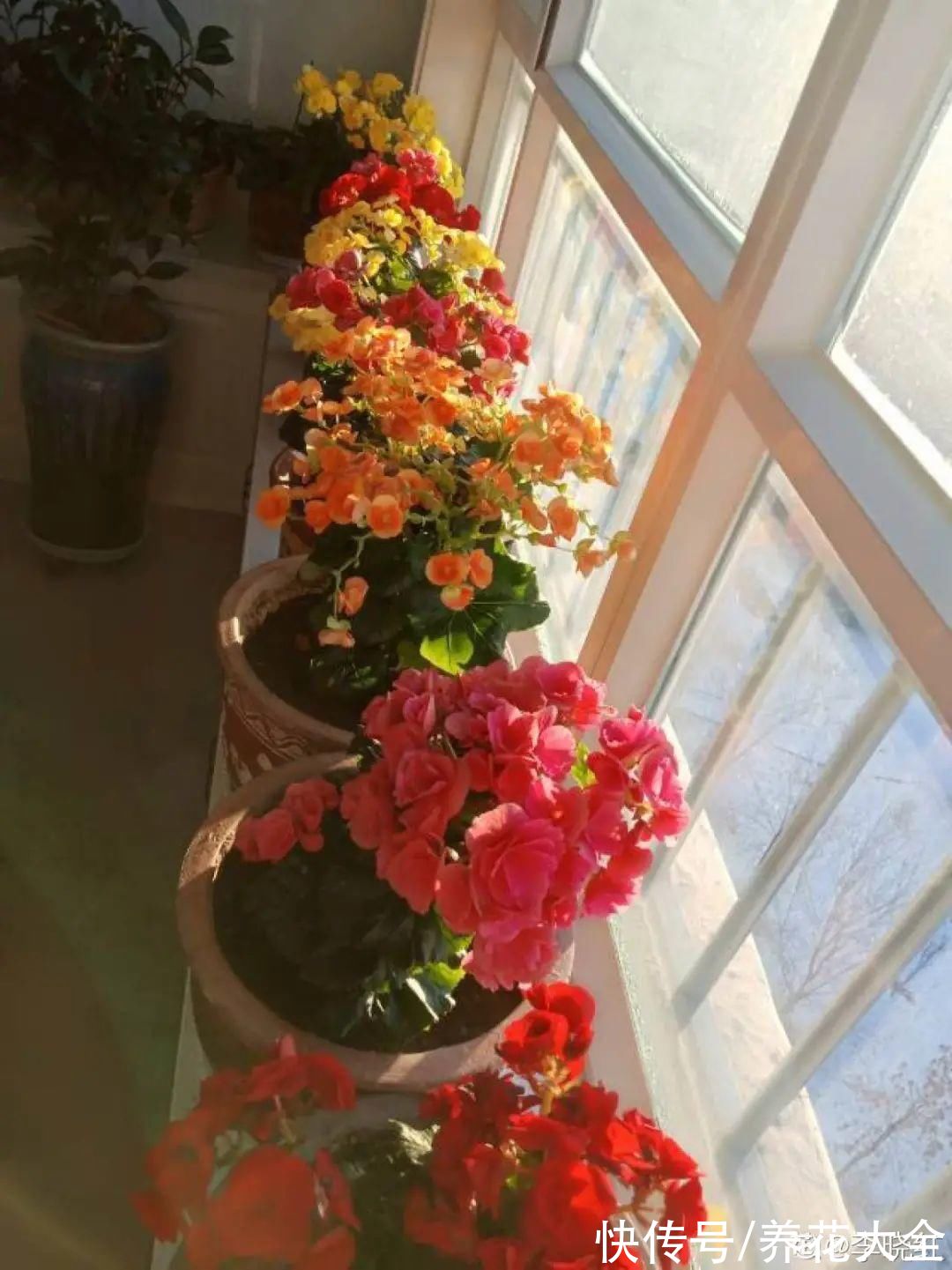 10种“怕晒花”,越晒死越快,半阴地儿反倒长得旺