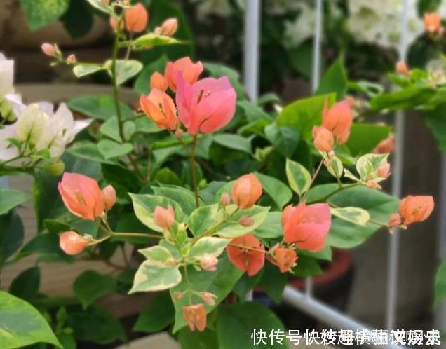 45种三角梅品种,红、橙、黄、绿、白、紫,每一种都很好看!