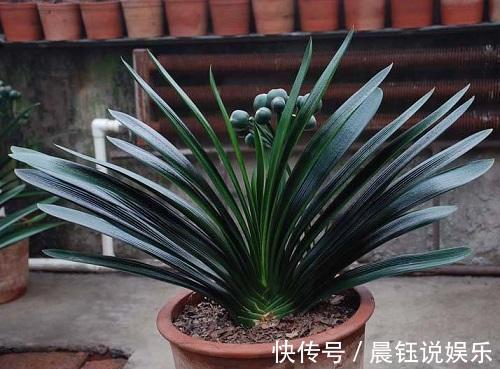 坏习惯|君子兰怎么养得好这3个坏习惯先改掉，不然不开花长得慢